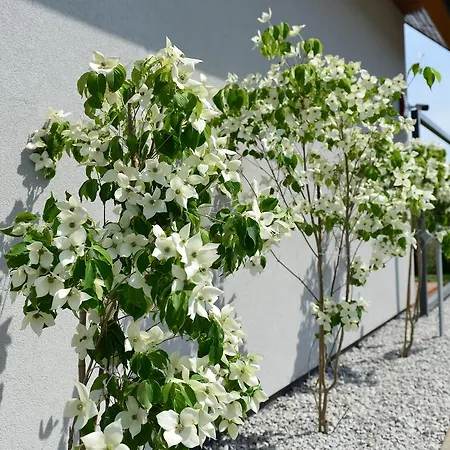 Jastrzebia Marina - Komfortowe Caloroczne *